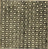 An illustration from The microscope and its revelations (1881)