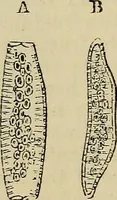 An illustration from The microscope and its revelations (1881)