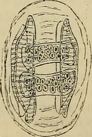 An illustration from The microscope and its revelations (1881)