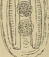 An illustration from The microscope and its revelations (1881)