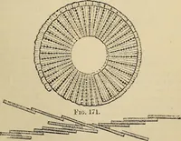 An illustration from The microscope and its revelations (1881)