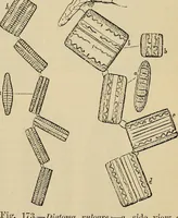 An illustration from The microscope and its revelations (1881)