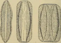 An illustration from The microscope and its revelations (1881)