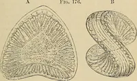 An illustration from The microscope and its revelations (1881)