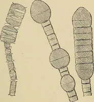 An illustration from The microscope and its revelations (1881)