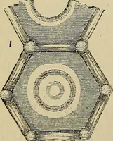 An illustration from The microscope and its revelations (1881)