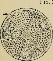 An illustration from The microscope and its revelations (1881)