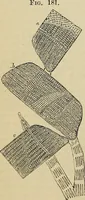 An illustration from The microscope and its revelations (1881)
