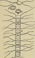 An illustration from The microscope and its revelations (1881)