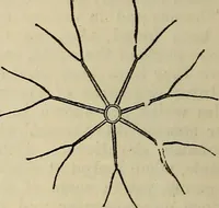 An illustration from The microscope and its revelations (1881)