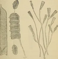 An illustration from The microscope and its revelations (1881)