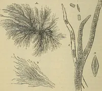 An illustration from The microscope and its revelations (1881)