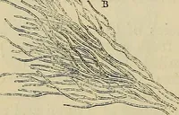 An illustration from The microscope and its revelations (1881)