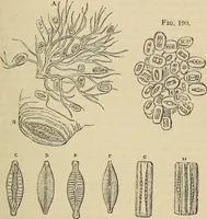 An illustration from The microscope and its revelations (1881)