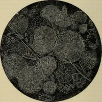 An illustration from The microscope and its revelations (1881)