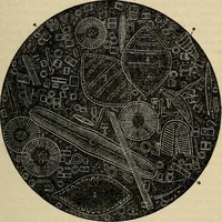 Picture 201 of 554 from The microscope and its revelations (1881), leaf 426