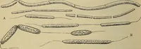 An illustration from The microscope and its revelations (1881)