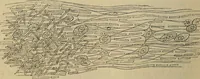 An illustration from The microscope and its revelations (1881)