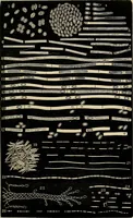 An illustration from The microscope and its revelations (1881)