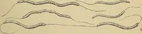 An illustration from The microscope and its revelations (1881)