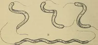 An illustration from The microscope and its revelations (1881)