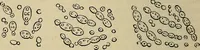An illustration from The microscope and its revelations (1881)