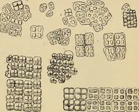 An illustration from The microscope and its revelations (1881)