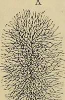 An illustration from The microscope and its revelations (1881)