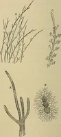 An illustration from The microscope and its revelations (1881)