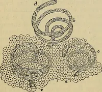 An illustration from The microscope and its revelations (1881)