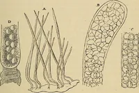 An illustration from The microscope and its revelations (1881)
