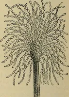 An illustration from The microscope and its revelations (1881)