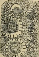 An illustration from The microscope and its revelations (1881)
