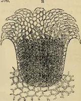 An illustration from The microscope and its revelations (1881)
