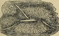 An illustration from The microscope and its revelations (1881)