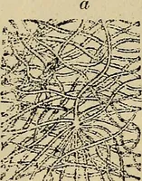 An illustration from The microscope and its revelations (1881)