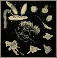 An illustration from The microscope and its revelations (1881)