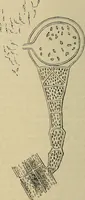 An illustration from The microscope and its revelations (1881)