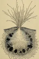 An illustration from The microscope and its revelations (1881)
