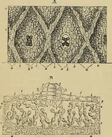 An illustration from The microscope and its revelations (1881)