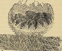 An illustration from The microscope and its revelations (1881)