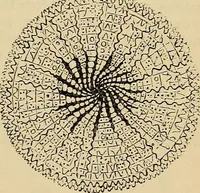 An illustration from The microscope and its revelations (1881)