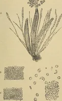An illustration from The microscope and its revelations (1881)