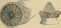An illustration from The microscope and its revelations (1881)