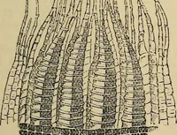 An illustration from The microscope and its revelations (1881)