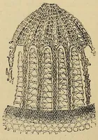 An illustration from The microscope and its revelations (1881)
