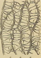 An illustration from The microscope and its revelations (1881)
