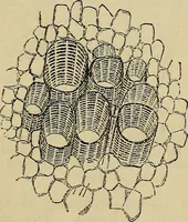 An illustration from The microscope and its revelations (1881)