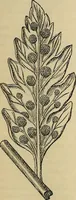 An illustration from The microscope and its revelations (1881)