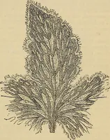An illustration from The microscope and its revelations (1881)